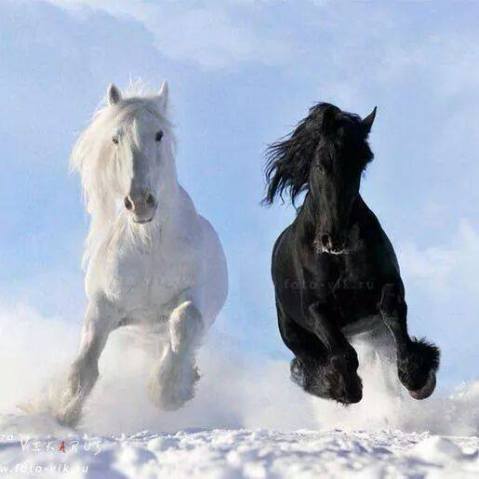 cavalli sulla neve